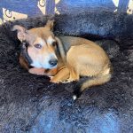 Pupniture™ Protector Calming Pet Bed photo review