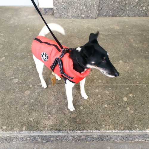 PetGishi™ Dog jacket With Built-in Harness photo review