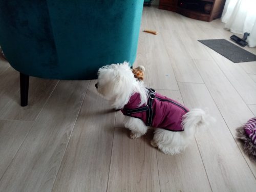 PetGishi™ Dog jacket With Built-in Harness photo review