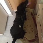 PetGishi™ Dog jacket With Built-in Harness photo review