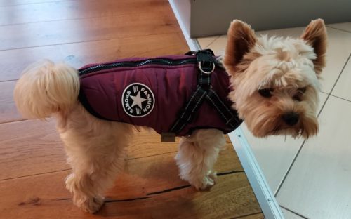 PetGishi™ Dog jacket With Built-in Harness photo review