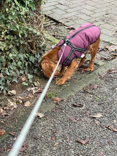PetGishi™ Dog jacket With Built-in Harness photo review