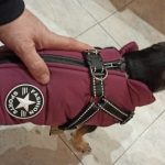 PetGishi™ Dog jacket With Built-in Harness photo review