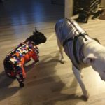 PetGishi™ Dog jacket With Built-in Harness photo review