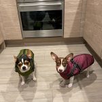 PetGishi™ Dog jacket With Built-in Harness photo review