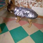 PetGishi™ Dog jacket With Built-in Harness photo review