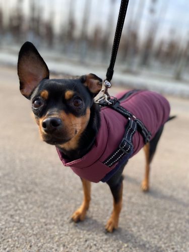 PetGishi™ Dog jacket With Built-in Harness photo review
