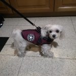 PetGishi™ Dog jacket With Built-in Harness photo review