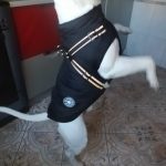 PetGishi™ Dog jacket With Built-in Harness photo review