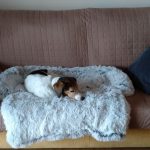 Pupniture™ Protector Calming Pet Bed photo review