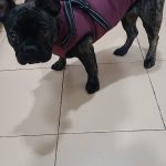 PetGishi™ Dog jacket With Built-in Harness photo review