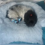 Pupniture&trade; Protector Calming Pet Bed photo review