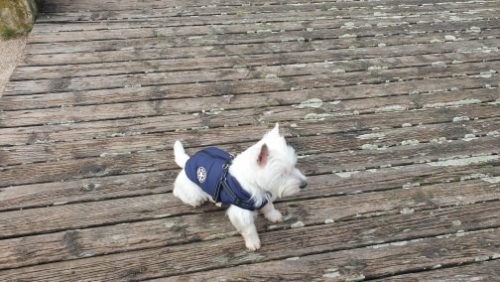 PetGishi™ Dog jacket With Built-in Harness photo review