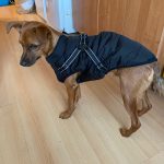 PetGishi™ Dog jacket With Built-in Harness photo review