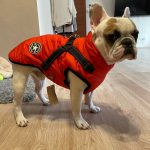 PetGishi™ Dog jacket With Built-in Harness photo review