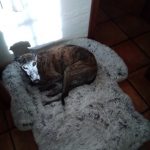 Pupniture™ Protector Calming Pet Bed photo review