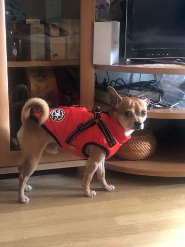 PetGishi™ Dog jacket With Built-in Harness photo review