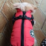 PetGishi™ Dog jacket With Built-in Harness photo review