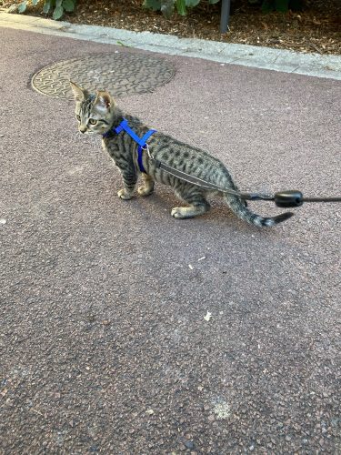 Click to view full screen Handsfree Auto Retractable Pet Leash photo review