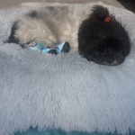 Pupniture&trade; Protector Calming Pet Bed photo review