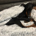 Pupniture™ Protector Calming Pet Bed photo review