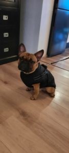 Click to view full screen PetGishi™ Dog jacket With Built-in Harness photo review