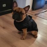 PetGishi™ Dog jacket With Built-in Harness photo review