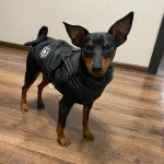 PetGishi™ Dog jacket With Built-in Harness photo review