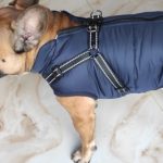 PetGishi™ Dog jacket With Built-in Harness photo review