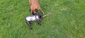 PetGishi™ Dog jacket With Built-in Harness photo review