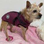 PetGishi™ Dog jacket With Built-in Harness photo review