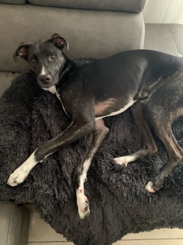 Click to view full screen Pupniture™ Protector Calming Pet Bed photo review