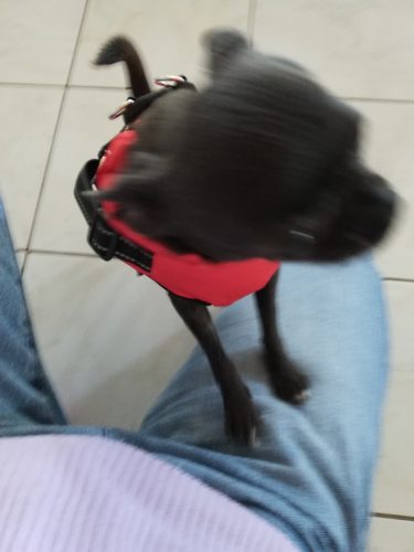 PetGishi™ Dog jacket With Built-in Harness photo review