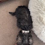 PetGishi™ Dog jacket With Built-in Harness photo review