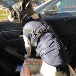 PetGishi™ Dog jacket With Built-in Harness photo review