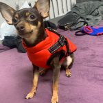 PetGishi™ Dog jacket With Built-in Harness photo review