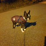 PetGishi™ Dog jacket With Built-in Harness photo review