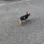 PetGishi™ Dog jacket With Built-in Harness photo review