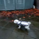 PetGishi™ Dog jacket With Built-in Harness photo review