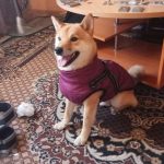 PetGishi™ Dog jacket With Built-in Harness photo review