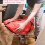 PetGishi™ Dog jacket With Built-in Harness photo review