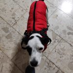 PetGishi™ Dog jacket With Built-in Harness photo review