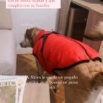 PetGishi™ Dog jacket With Built-in Harness photo review