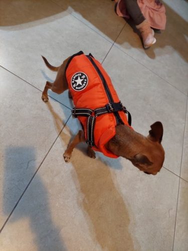 PetGishi™ Dog jacket With Built-in Harness photo review