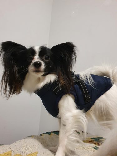 PetGishi™ Dog jacket With Built-in Harness photo review