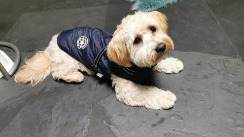 PetGishi™ Dog jacket With Built-in Harness photo review