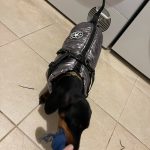 PetGishi™ Dog jacket With Built-in Harness photo review