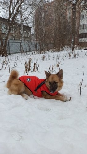 PetGishi™ Dog jacket With Built-in Harness photo review