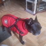 PetGishi™ Calming Dog jacket With Built-in Harness photo review