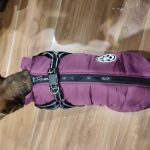 PetGishi™ Dog jacket With Built-in Harness photo review